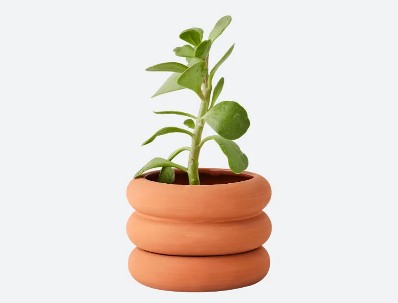Crassula Plant